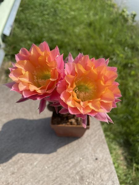 Echinopsis Hybr. multicolor